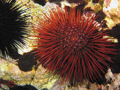 Αχινός: Την πάτησα!